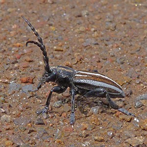 Longhorn beetle - Iberodorcadion sp. © John Muddeman